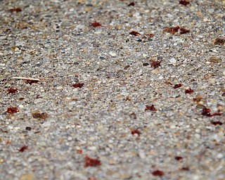 MADELYN P. HASTINGS | THE VINDICATOR

Drips of blood lined the entire length of pavement on 7th street in Campbell where a 5 victim shooting and fire occurred on Saturday, July 20 at 47 7th Street.
