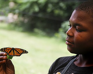 MADELYN P. HASTINGS | THE VINDICATOR

Savon Harris, 11, admires and feeds a butterfly at the butterfly festival at the South Side Community Garden on Saturday, July 20. The festival was funded by the Youngstown Neighborhood Development Corp. as part of the USDA People’s Garden grant. 