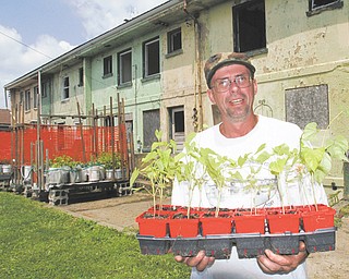 Tim Sokoloff , founder and president of the Iron Soup Historical Preservation Co., holds a flat of vegetables
growing at the nonprofit organization's grant-funded garden near former Youngstown Sheet & Tube Co. housing in Campbell. Iron Soup plans to preserve and revive the housing units, mainly through the use of “green” technologies.