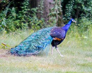 MADELYN P. HASTINGS | THE VINDICATOR
This peacock has been wandering in and out of a wooded area behind James Place condos and villas in Poland Township since Thursday.