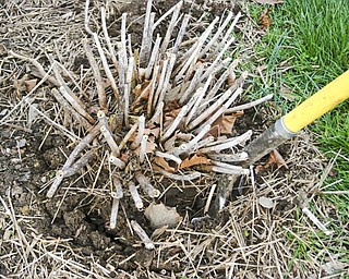 The first step in dividing a plant is digging around the outside edge of the plant and lifting it out of the ground.