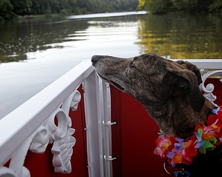 MADELYN P. HASTINGS | THE VINDICATOR..Sparky the greyhound looks out over the boat to view the lake during a Yappy Hour paddle boat ride on Lake Glacier on Friday, August 9, 2013. .... - -30-..
