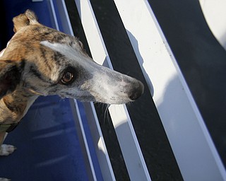 MADELYN P. HASTINGS | THE VINDICATOR..Kiley the greyhound looks out over the boat to view the lake during a Yappy Hour paddle boat ride on Lake Glacier on Friday, August 9, 2013. ... - -30-..