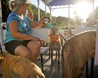 MADELYN P. HASTINGS | THE VINDICATOR..Dogs and their owners enjoyed a Yappy Hour paddle boat ride on Lake Glacier on Friday, August 9, 2013. ... - -30-..