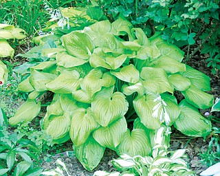 If you want to cover an area in your woodland or yard quickly with a plant that has character and blooms, the hosta is your choice. They are hardy perennial plants grown primarily for foliage. The 8,000-plus varieties registered today trace their heritage to Japan, Korea and China.