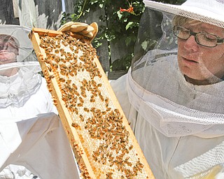 William D Lewis The Vindicator Lori Mowad, Mill Creek Park Fellows riverside garden employee,right, inspects bees from a hive at the gardens. At left is bee keeper Don Kovach who helps out with the hives.
