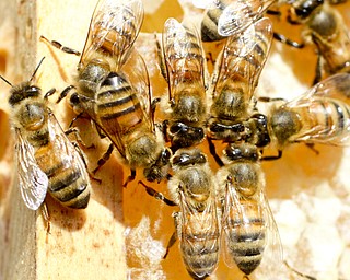 William D Lewis The Vindicator Honey beesina hive at Fellows Riverside gardens in MCP.