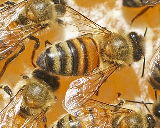 William d Lewis The Vindicator Honey Bees from hive at Fellows riverside Gardens in MCP.