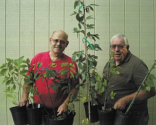 SPECIAL TO THE VINDICATOR
John Schinker. left, and Larry Tooker, members of the American Elm Tree Committee of the Men’s Garden Club of Youngstown, show some of the trees the club will give away in daily drawings at the Canfield Fair. In addition to seedlings, the club also will give away an 8-foot Prairie Expedition American Elm, the first of the new cultivar to become available in the Mahoning Valley.