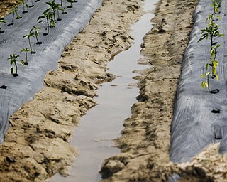 MADELYN P. HASTINGS | THE VINDICATOR..Anguilis Farm in Canfield, like many other farms, has had a very wet season and it is showing in their crops..... - -30-..