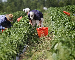 MADELYN P. HASTINGS | THE VINDICATOR..Workers pick produce from Anguilis Farm in Canfield on August 6, 2013..... - -30-..