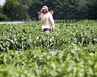 MADELYN P. HASTINGS | THE VINDICATOR..Rodolin Morales picks produce from Anguilis Farm in Canfield on August 6, 2013..... - -30-..