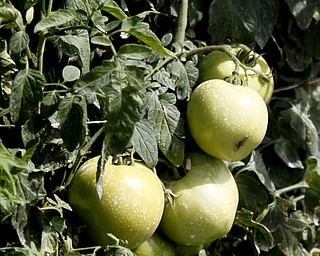 MADELYN P. HASTINGS | THE VINDICATOR..Tomatoes are nowhere near ripe in early August on the Anguilis Farm Market in Canfield because of the wet season.... - -30-..