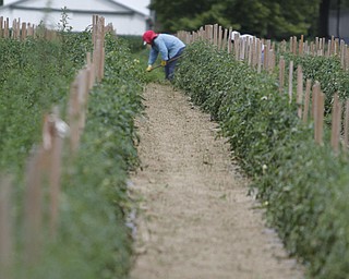 ROBERT K. YOSAY | THE VINDICATOR.. weeding the tomatoes that need the warm nights and sun of august are slow..Huffmans fruit farm is faring pretty good with a wetter june and cooler july and august - crops are slow but seem to be on target .. - -30-..
