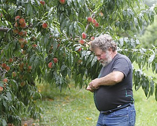 ROBERT K. YOSAY | THE VINDICATOR..John Huffman checks on his later peaches in his orchard ..Huffmans fruit farm is faring pretty good with a wetter june and cooler july and august - crops are slow but seem to be on target .. - -30-..