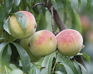 ROBERT K. YOSAY | THE VINDICATOR..Peaches in baskets as they didnt get as dark but are still very fresh, and flavorful ..Huffmans fruit farm is faring pretty good with a wetter june and cooler july and august - crops are slow but seem to be on target .. - -30-..