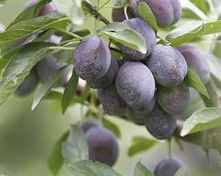 ROBERT K. YOSAY | THE VINDICATOR..Plums are ripening and should be ready on time..Huffmans fruit farm is faring pretty good with a wetter june and cooler july and august - crops are slow but seem to be on target .. - -30-..