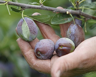 ROBERT K. YOSAY | THE VINDICATOR..Plums are ripening and should be ready on time..Huffmans fruit farm is faring pretty good with a wetter june and cooler july and august - crops are slow but seem to be on target .. - -30-..