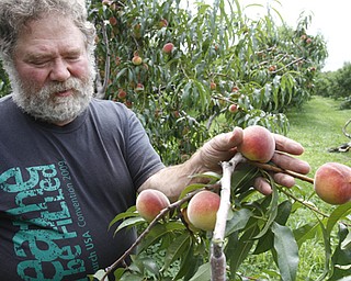ROBERT K. YOSAY | THE VINDICATOR..John Huffman checks on his later peaches in his orchard ..Huffmans fruit farm is faring pretty good with a wetter june and cooler july and august - crops are slow but seem to be on target .. - -30-..