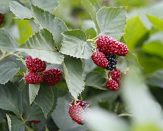ROBERT K. YOSAY | THE VINDICATOR..Blackberries are loving the cooler wetter climate as theya are huge and tasty..Huffmans fruit farm is faring pretty good with a wetter june and cooler july and august - crops are slow but seem to be on target .. - -30-..