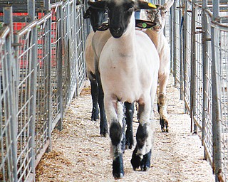 Deb Miletta rallies sheep into a truck at the Canfi eld Fairgrounds on Tuesday. The 167th Canfield Fair concluded Monday, and cleanup will continue through the week.