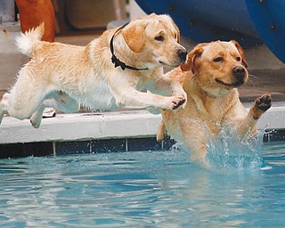 One-year-old Lab brothers Rafer, left, and Red leap into the pool at the Pooch Pentathlon at the Davis Family YMCA in Boardman on Sunday. The dogs vied in five athletic competitions including leap dog, fetch, doggie paddle, treasure dive and agility course.