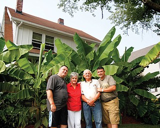 From left, Gregory, Sandy, Norman Sr. and Norman Jr. Cappitte pose in the front yard of their West Side Youngstown home with about 30 banana trees. Norman Sr., with the help of his wife and three sons, has been growing the trees for six seasons.