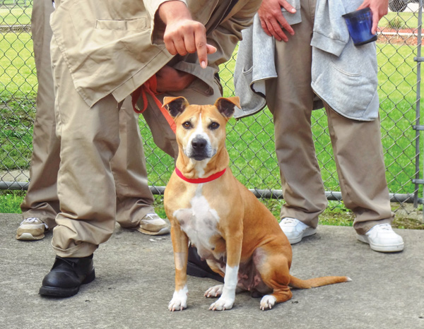 Inmate handlers at the minimum-security camp at Trumbull Correctional Institution in Leavittsburg said goodbye Wednesday to the dogs they trained and lived with over the past nine weeks. The six dogs were returned to the kennel, and six new ones, including the one above, were delivered to the prison to begin their training.