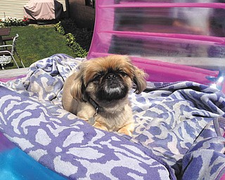 Chewy is relaxing while floating in the pool in the backyard of Andy and Gladys Stahara. Sent by Sandra Stahara of Ellsworth, his owner.