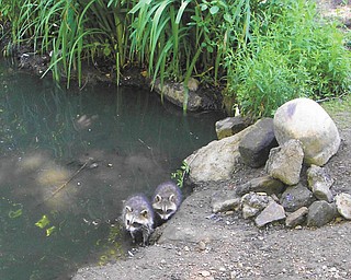 Frank Blanco of Boardman found baby raccoons at the Lily Pond in Mill Creek Park.