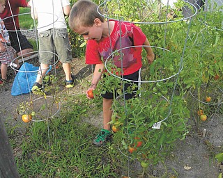 Owen Blanco of Mayfield Heights, Ohio, grandson of Rochelle Blanco of Boardman, is checking the tomatoes that are almost ready to harvest.