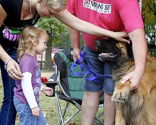 MADELYN P. HASTINGS | THE VINDICATOR..(L-R) Ashley Lisk and her daughter Kori Carlon, 3, of Boardman get permission by dog trainer Ken Kemmer to pet the two year old leonberger pup, Loki, at 'Sit Means Sit' booth at the Fall Festival at Stevens Park in Niles on Saturday, October 5, 2013. ... - -30-..