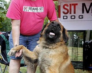 MADELYN P. HASTINGS | THE VINDICATOR..'Sit Means Sit' dog trainer Ken Kemmer shakes the paw of the two year old leonberger pup, Loki, at the Fall Festival at Stevens Park in Niles on Saturday, October 5, 2013. .... - -30-..
