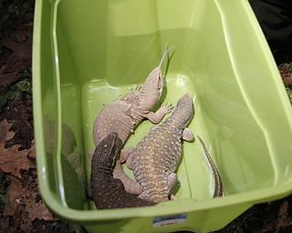 ROBERT K. YOSAY | THE VINDICATOR.. Iguanas.. ( one of whic was poisonous were also removed ) and over 150 snakes some venomous were discovered at a house - 438 Fifth st in struthers this afternoon.. Mahoning County Dog Warden and Det. Jeff Lewis Stuthers PD.. moved the animals to a car that will be taken to Kentucky ( poisonus ones) and Cleveland ( non Venoumous ) - The owner was charged with several charges .. - -30-..