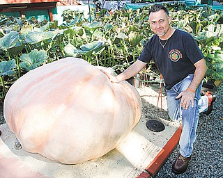 Vince Cappitte of Girard shows off his nearly 1,000-pound pumpkin. He will enter it at the Parks Garden Center
weigh-off Saturday.