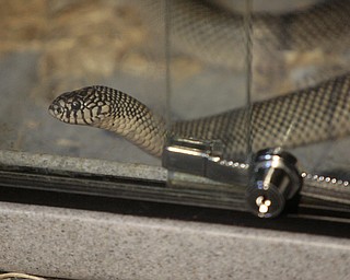ROBERT K. YOSAY | THE VINDICATOR..over 150 snakes some venomous were discovered at a house - 438 Fifth st in struthers this afternoon.. Mahoning County Dog Warden and Det. Jeff Lewis Stuthers PD.. moved the animals to a car that will be taken to Kentucky ( poisonus ones) and Cleveland ( non Venoumous ) - The owner was charged with several charges .. - -30-..