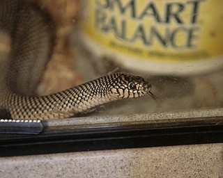 ROBERT K. YOSAY | THE VINDICATOR..over 150 snakes some venomous were discovered at a house - 438 Fifth st in struthers this afternoon.. Mahoning County Dog Warden and Det. Jeff Lewis Stuthers PD.. moved the animals to a car that will be taken to Kentucky ( poisonus ones) and Cleveland ( non Venoumous ) - The owner was charged with several charges .. - -30-..