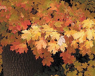 Mahoning County will still have a free leaf-collection program through November despite funding cuts by the county’s recycling division. Ten communities are participating in the program.
