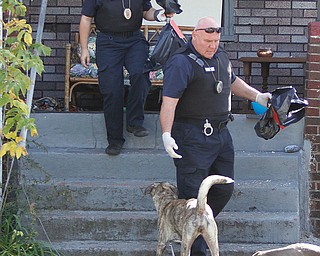 Humane Agents Christopher Flak and Kymberly Woodburn remove a dead cat and five dead kittens and round up two dogs at 437 Division St. on Youngstown’s West Side. They were at the home Monday afternoon as the occupants remained jailed on burglary charges out of Austintown. Flak said animal-cruelty charges likely will be filed. The house was filthy and contained suspected drug paraphernalia, he said.