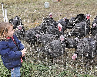 Willow de Szalay, 3, looks at how pasture raised turkeys live before they head to area dinner tables for Thanksgiving. She was with her father, Ferenc, who owns Meadowhawk Farm in Champion.