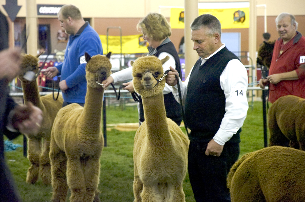 Kelli Cardinal/The Vindicator .Rick Ritenour, from Alpaca Palace in Butler, Pa., shows "Alpaca Palace Houdini Prince Harry" in the brown male championship class Saturday during Alpacafest at Eastwood Expo Center in Niles.