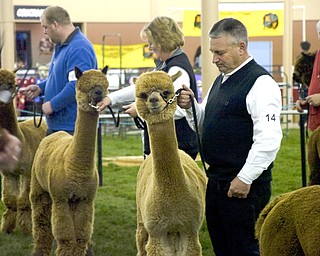 Kelli Cardinal/The Vindicator .Rick Ritenour, from Alpaca Palace in Butler, Pa., shows "Alpaca Palace Houdini Prince Harry" in the brown male championship class Saturday during Alpacafest at Eastwood Expo Center in Niles.