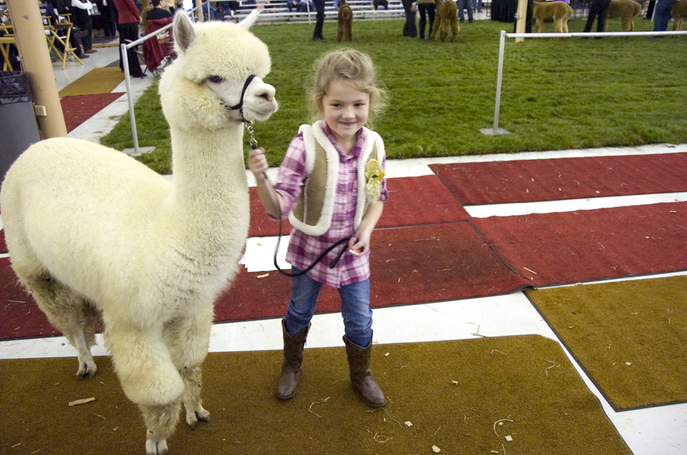 Kelli Cardinal/The Vindicator .Kylee Breiding, 6, from Seville, Ohio, walks Snow White, a huacaya alpaca from Hobby Horse Farms in Wadsworth, after winning a blue ribbon Saturday in the sub-junior showmanship class during Alpacafest at Eastwood Expo Center in Niles.