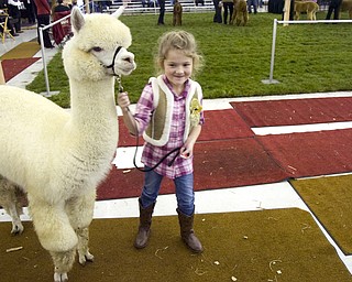 Kelli Cardinal/The Vindicator .Kylee Breiding, 6, from Seville, Ohio, walks Snow White, a huacaya alpaca from Hobby Horse Farms in Wadsworth, after winning a blue ribbon Saturday in the sub-junior showmanship class during Alpacafest at Eastwood Expo Center in Niles.