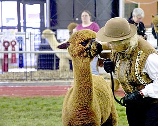 Kelli Cardinal/The Vindicator .Anne Stachowski, from Stachowski Alpacas in Mantua, Ohio, shows "Overdrive" in the Huacayan brown yearling male class Saturday during Alpacafest at Eastwood Expo Center in Niles.