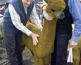 Kelli Cardinal/The Vindicator .Anthony Stachowski, left, from Stachowski Alpacas in Mantua, Ohio, looks over "Hobby Horse Rocks" a Huacaya brown male Saturday with owner Jeff Skinner, from Hobby Horse Farms in Wadsworth, Ohio, during Alpacafest at Eastwood Expo Center in Niles.