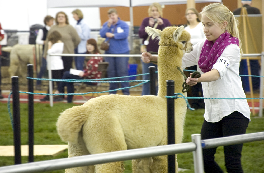Kelli Cardinal/The Vindicator .Lily Zacherl, 11, from Butler, Pa., backs up Huacayan alpaca "Loki" in the public relations class Saturday during Alpacafest at Eastwood Expo Center in Niles.