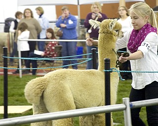 Kelli Cardinal/The Vindicator .Lily Zacherl, 11, from Butler, Pa., backs up Huacayan alpaca "Loki" in the public relations class Saturday during Alpacafest at Eastwood Expo Center in Niles.