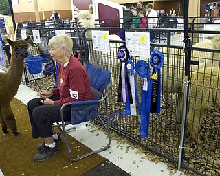 Kelli Cardinal/The Vindicator .Chris Rudolf, from Fayetteville, Ohio,  waits to show "Esmeralda" in the Huacayan brown yearling female class Saturday during Alpacafest at Eastwood Expo Center in Niles.