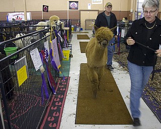 Kelli Cardinal/The Vindicator .Fay Steving, from Grove City, Pa., walks "Fiddlers Alpacas Jasper"  before showing in the Huacayan brown yearling male class Saturday during Alpacafest at Eastwood Expo Center in Niles.